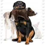 Mighty Safari Plush Pig Durable Dog Toys *